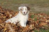 BERGER AUSTRALIEN PUPPIES 224
